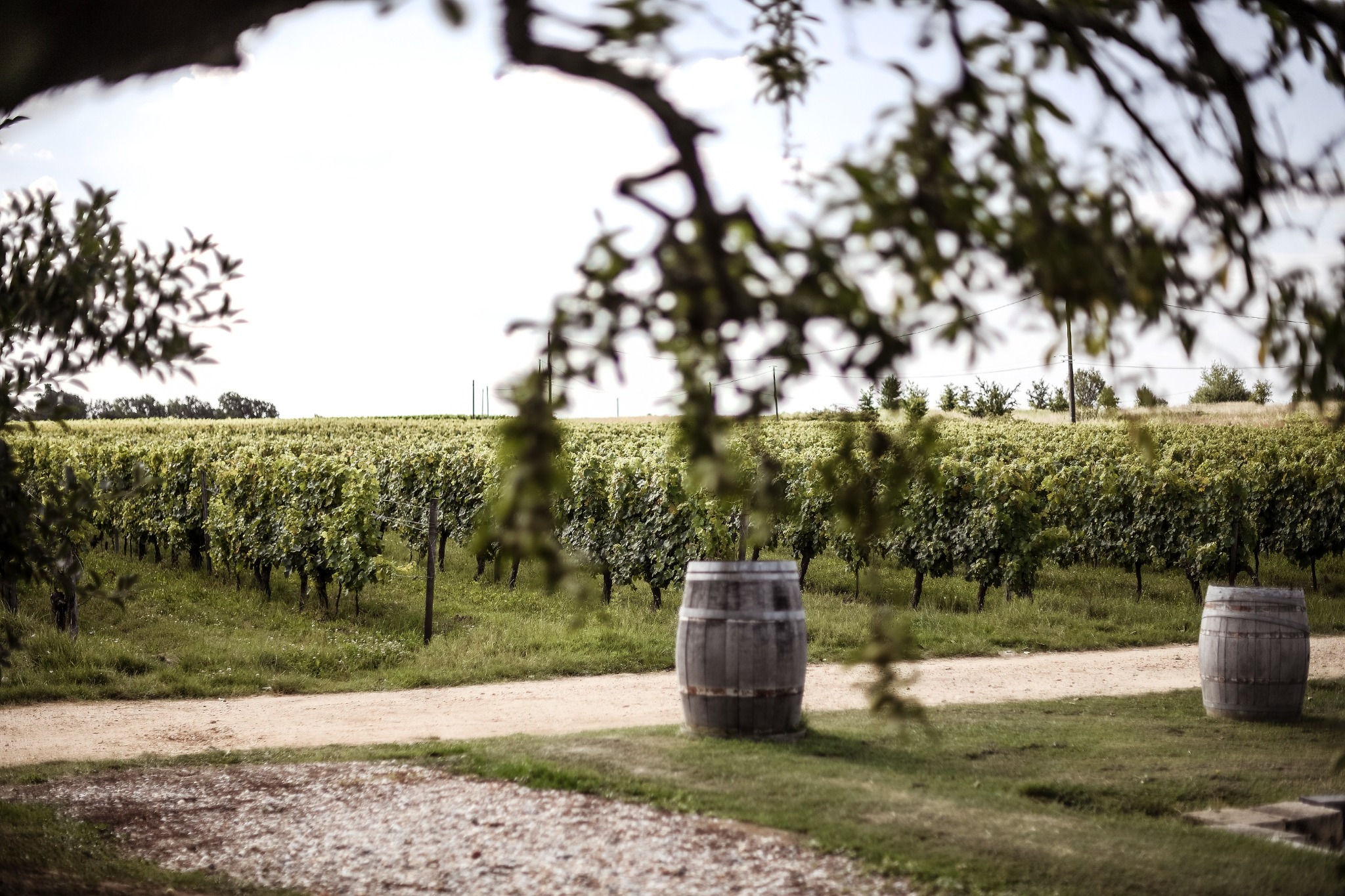 Vignes et jardin du Château de Cranne